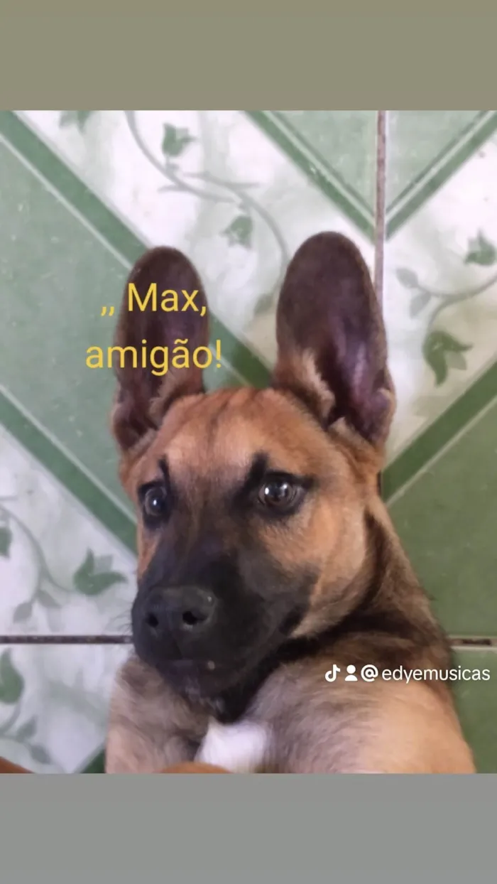 Cachorro ra a Indefinida  idade 7 a 11 meses nome Max