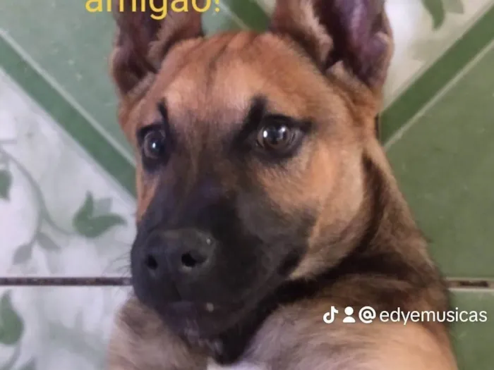 Cachorro ra a Indefinida  idade 7 a 11 meses nome Max