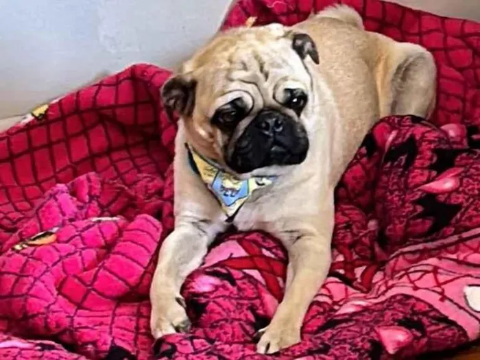 Cachorro ra a Pug idade 2 anos nome Brutos