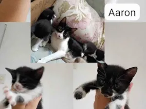 Gato raça  idade 2 a 6 meses nome Família da Vampirinha