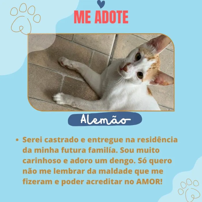 Gato ra a SRD  idade 7 a 11 meses nome Alemão 