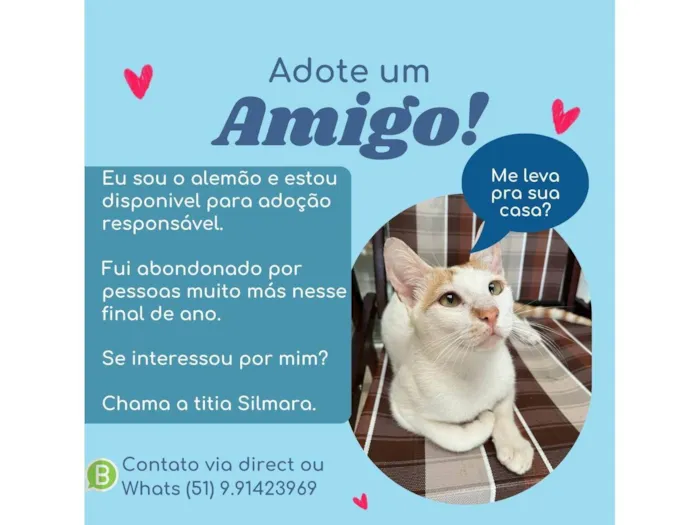 Gato ra a SRD  idade 7 a 11 meses nome Alemão 