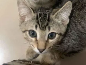 Gato raça SRD-ViraLata idade 2 a 6 meses nome MM