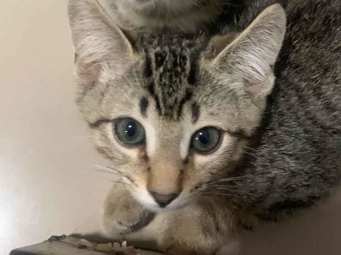 Gato ra a SRD-ViraLata idade 2 a 6 meses nome MM