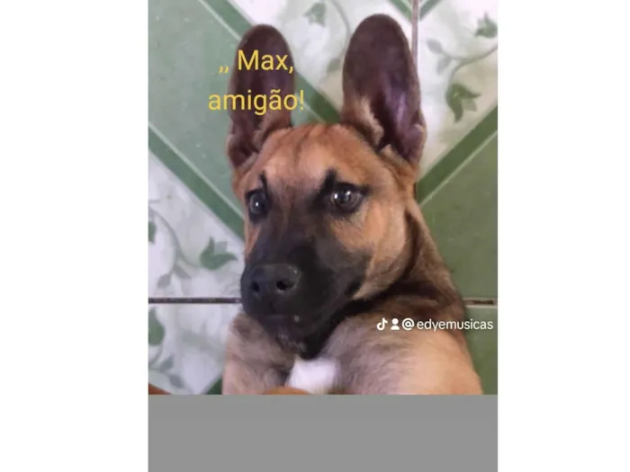 Cachorro ra a Indefinida  idade 7 a 11 meses nome Max