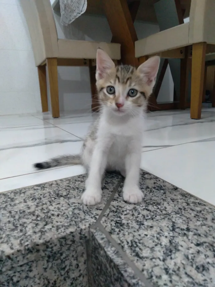 Gato ra a  idade 2 a 6 meses nome Luna