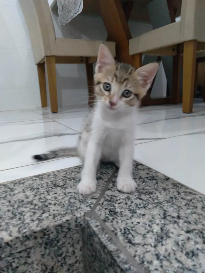 Gato ra a  idade 2 a 6 meses nome Luna