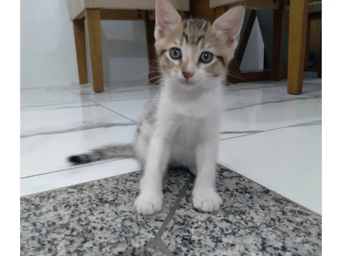 Gato ra a  idade 2 a 6 meses nome Luna