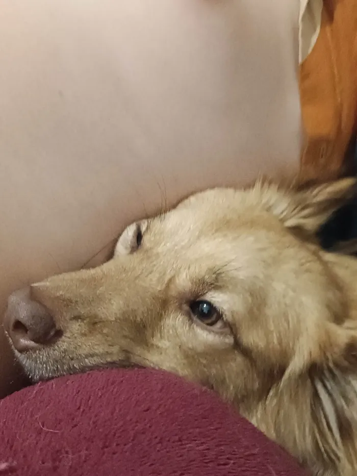 Cachorro ra a SRD idade 1 ano nome Luke 