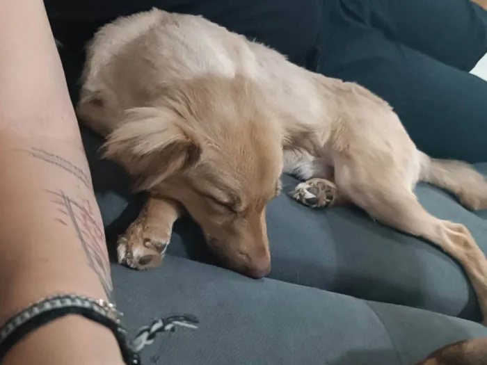Cachorro ra a SRD idade 1 ano nome Luke 