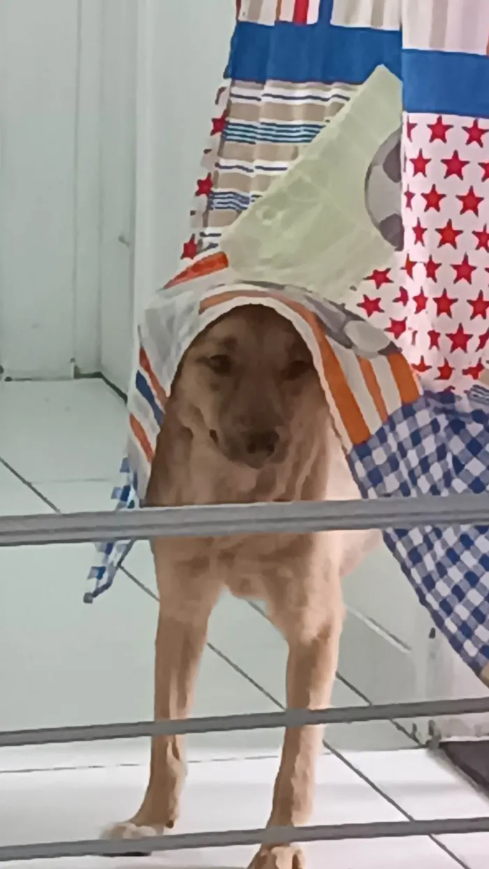 Cachorro ra a SRD idade 1 ano nome Luke 