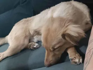 Cachorro raça SRD idade 1 ano nome Luke 