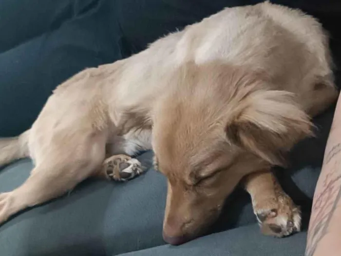Cachorro ra a SRD idade 1 ano nome Luke 