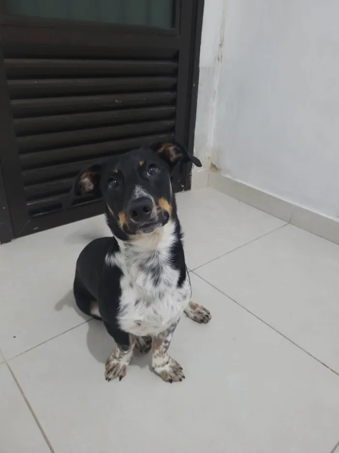 Cachorro ra a SRD-ViraLata idade 7 a 11 meses nome Apollo