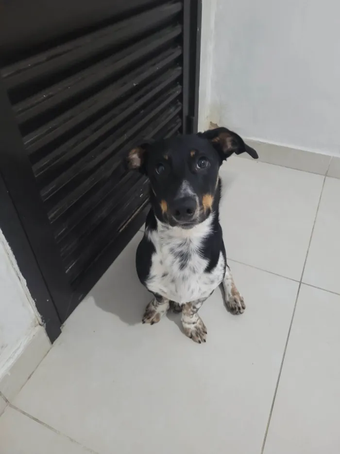 Cachorro ra a SRD-ViraLata idade 7 a 11 meses nome Apollo