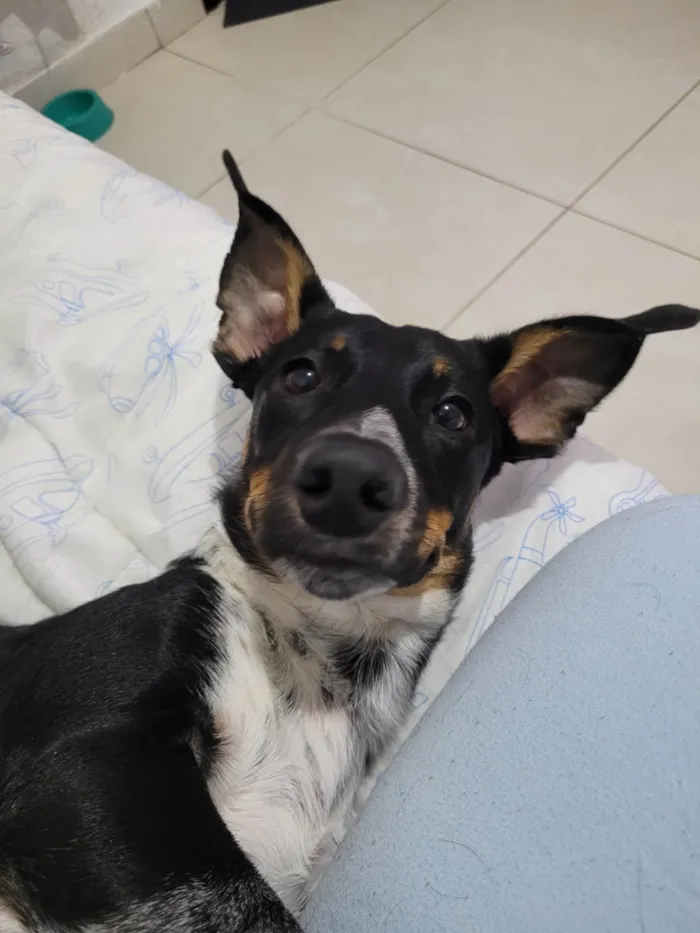 Cachorro ra a SRD-ViraLata idade 7 a 11 meses nome Apollo