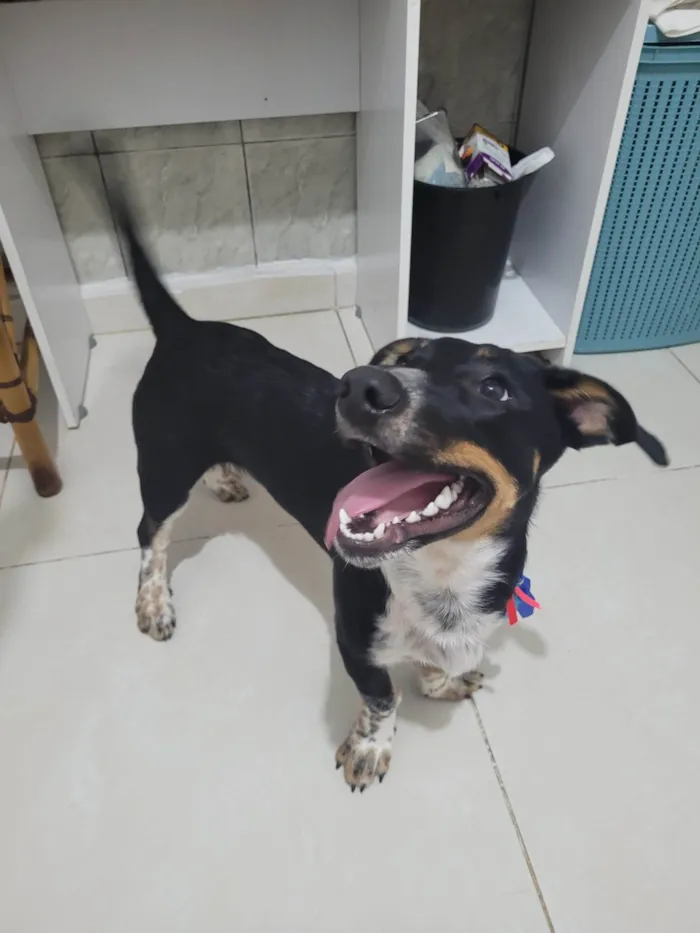 Cachorro ra a SRD-ViraLata idade 7 a 11 meses nome Apollo