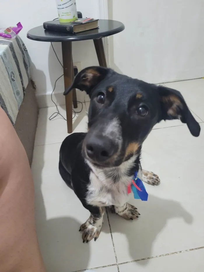 Cachorro ra a SRD-ViraLata idade 7 a 11 meses nome Apollo