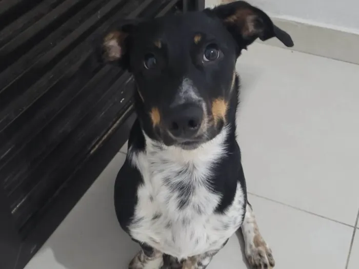 Cachorro ra a SRD-ViraLata idade 7 a 11 meses nome Apollo