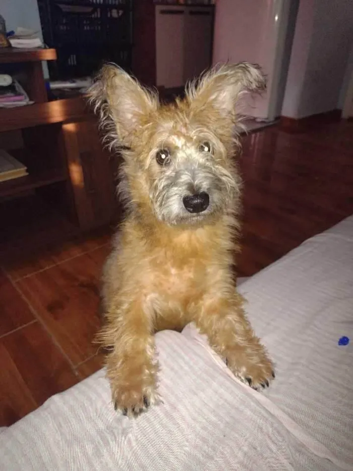 Cachorro ra a pudo misturado  idade 2 a 6 meses nome fênix 