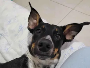 Cachorro raça SRD-ViraLata idade 7 a 11 meses nome Apollo