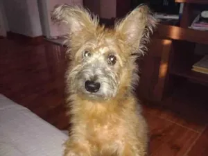 Cachorro raça pudo misturado  idade 2 a 6 meses nome fênix 