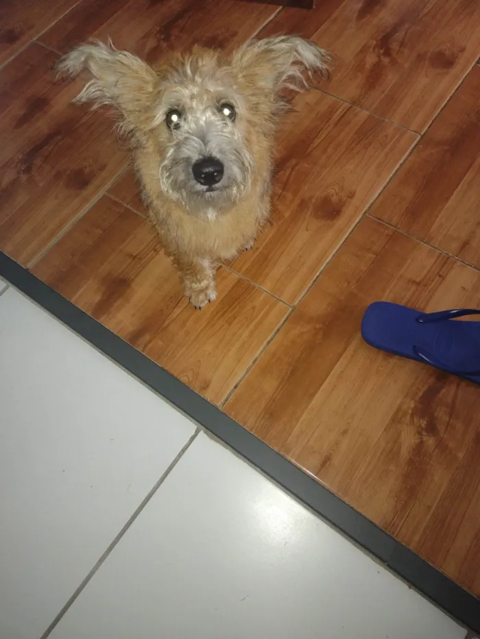 Cachorro ra a pudo misturado  idade 2 a 6 meses nome fênix 