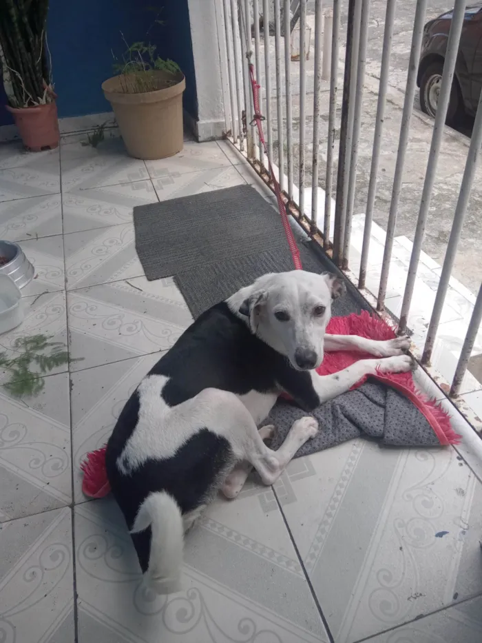 Cachorro ra a ViraLata idade 2 anos nome Nina