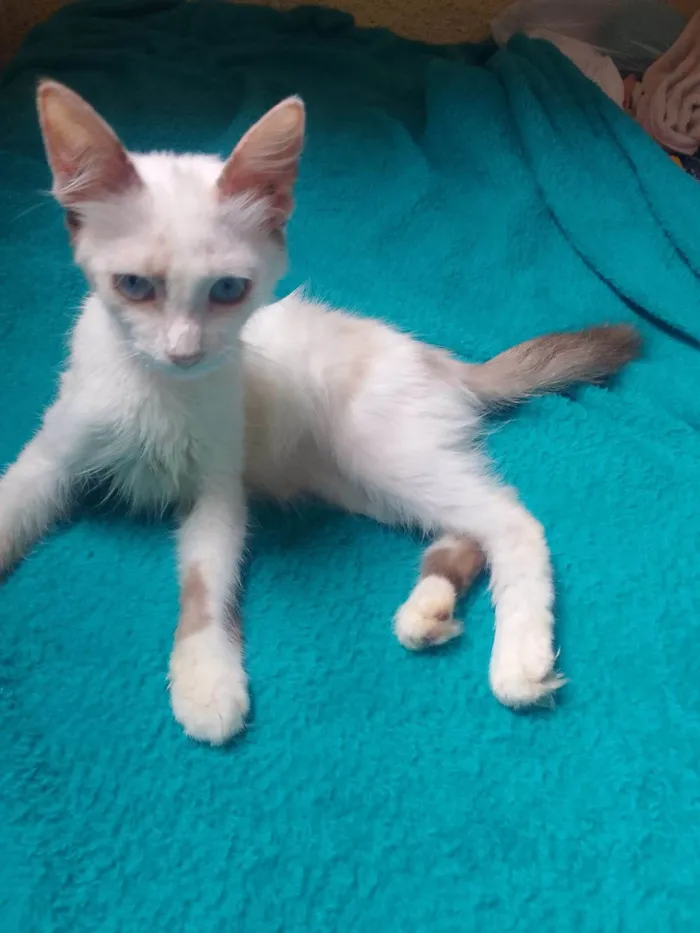 Gato ra a Srd idade 2 a 6 meses nome Lindinha