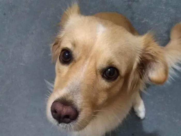 Cachorro ra a Caramelo  idade 3 anos nome Sky