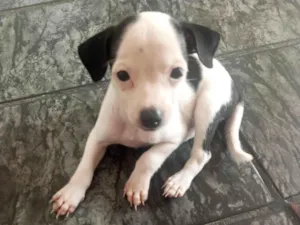Cachorro raça SRD-ViraLata idade Abaixo de 2 meses nome Cristal 