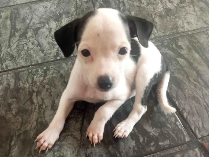 Cachorro ra a SRD-ViraLata idade Abaixo de 2 meses nome Cristal 