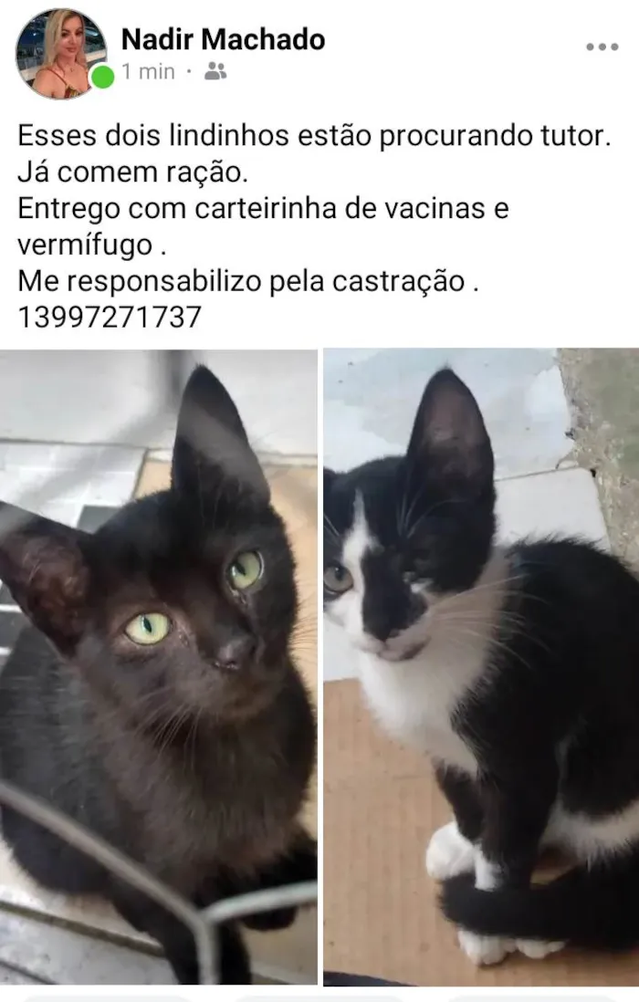 Gato ra a SRD-ViraLata idade 2 a 6 meses nome Sem nome ainda