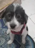 Snoopy
