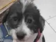 Snoopy
