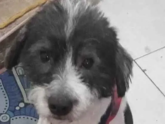 Cachorro ra a Srd idade 2 anos nome Snoopy