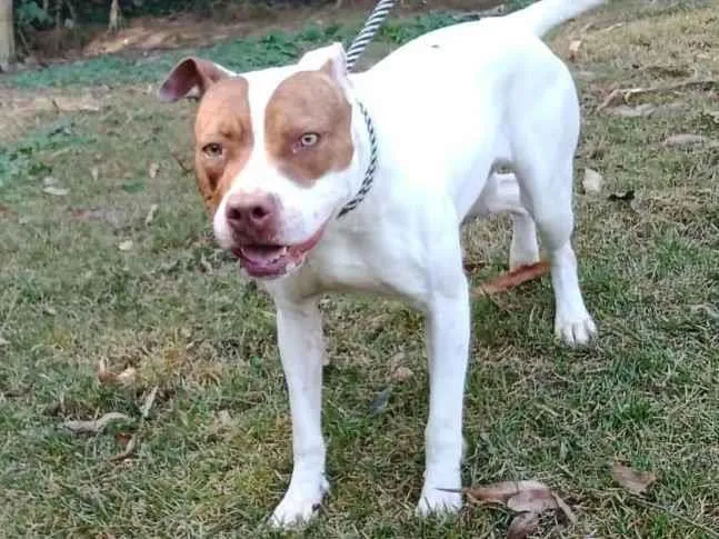 Cachorro ra a Pit-Bull idade 2 anos nome Mellody