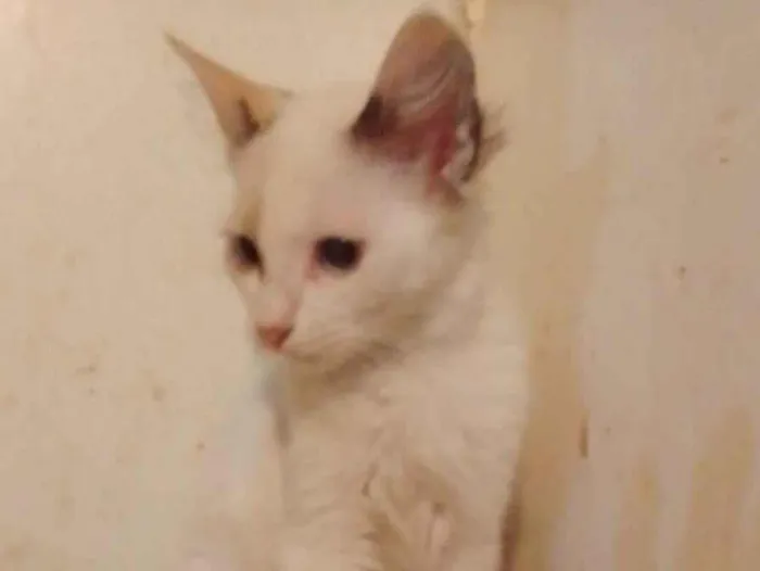 Gato ra a Srd idade 2 a 6 meses nome Lindinha
