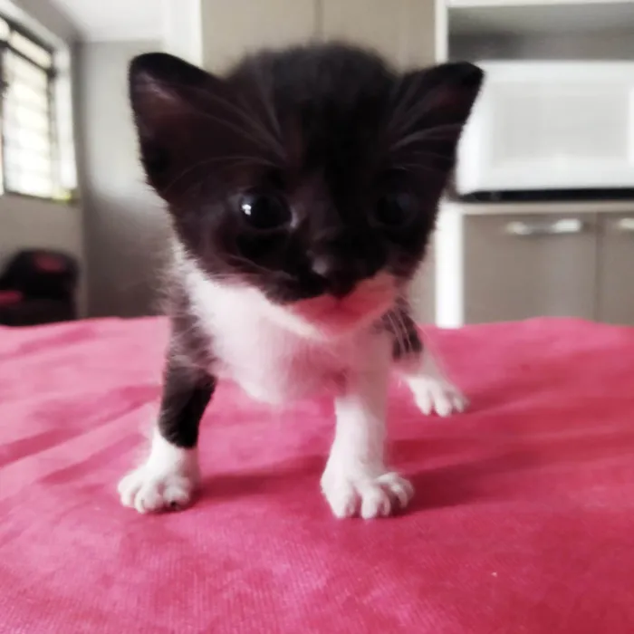 Cachorro ra a Caramelo idade 2 anos nome Lua