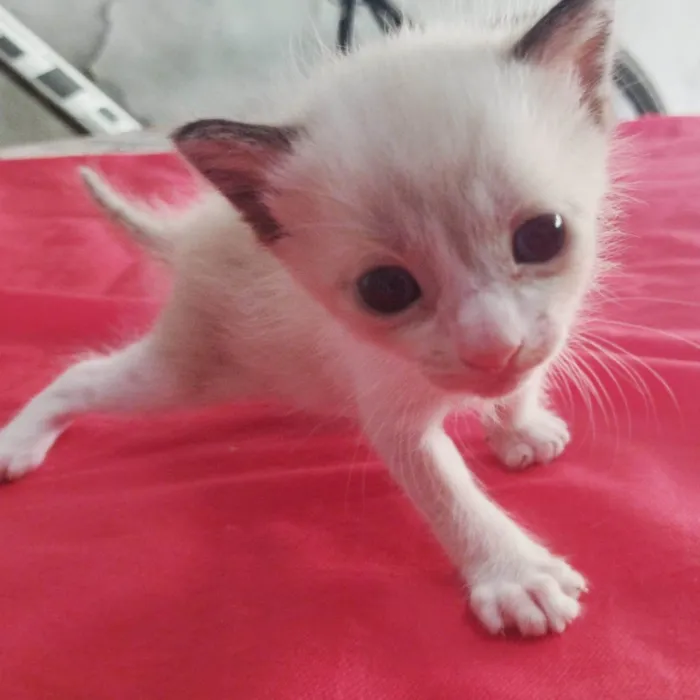 Gato ra a  idade Abaixo de 2 meses nome 4 Gatinhos