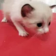 4 Gatinhos