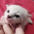 4 Gatinhos