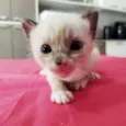 4 Gatinhos