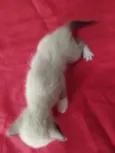 4 Gatinhos