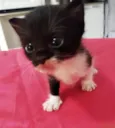 4 Gatinhos