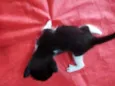 4 Gatinhos