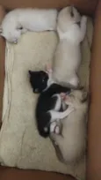 4 Gatinhos
