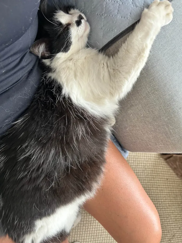 Gato ra a SRD-ViraLata idade 3 anos nome Nezuco