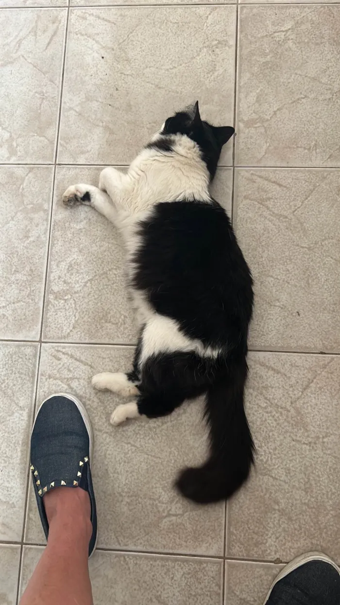 Gato ra a SRD-ViraLata idade 3 anos nome Nezuco