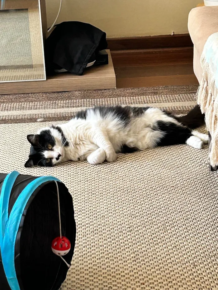 Gato ra a SRD-ViraLata idade 3 anos nome Nezuco
